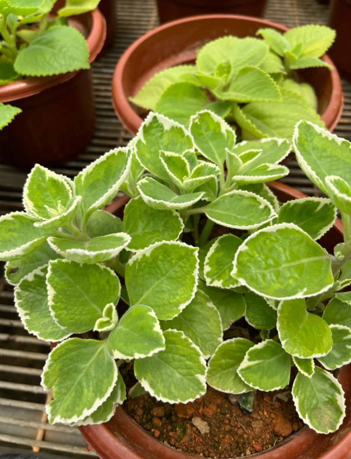 Plectranthus Amboinicus 'Variegatus', Variegated Indian Borage (0.25m)