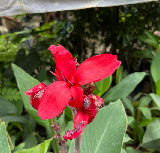 Canna Indica, Indian Shot In Bag (0.8m)
