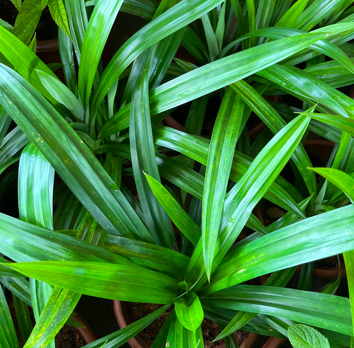 Pandan (0.3m)