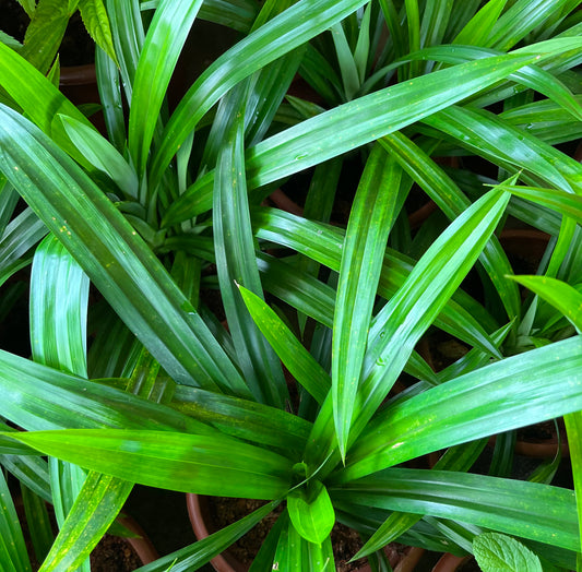 Pandan (0.3m)