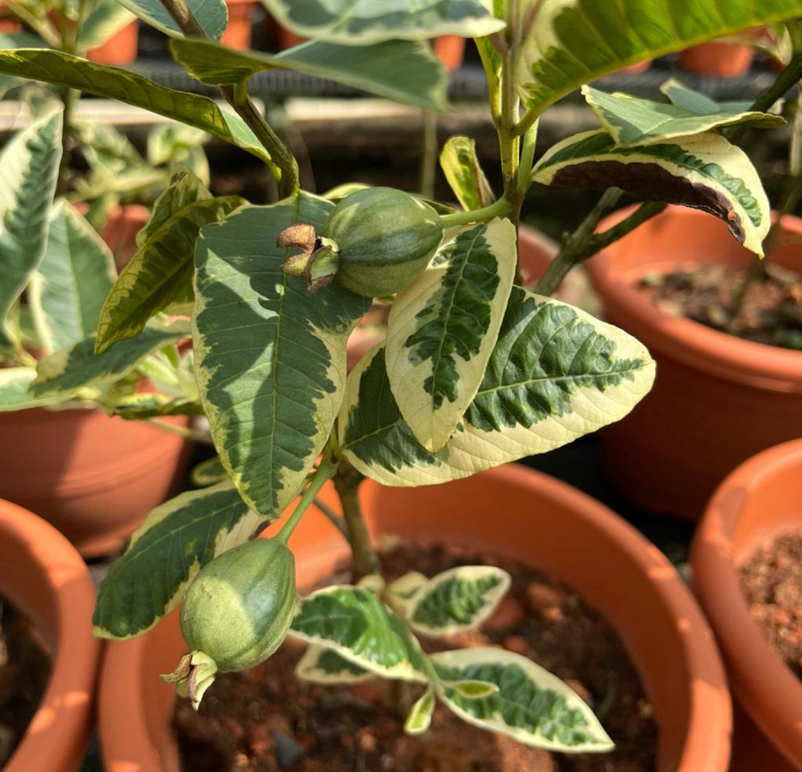 Psidium Guajava 'Variegata', Variegated Guava (0.6m)