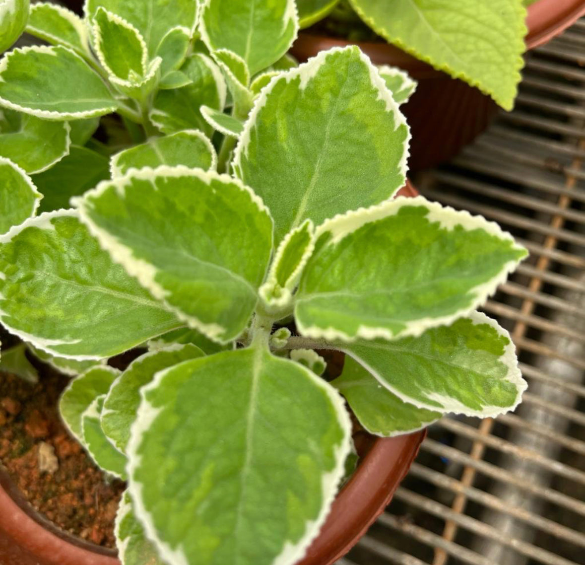 Plectranthus Amboinicus 'Variegatus', Variegated Indian Borage (0.25m)