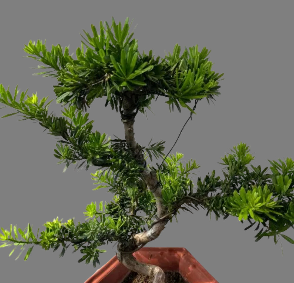 Podocarpus Bonsai (0.8m)