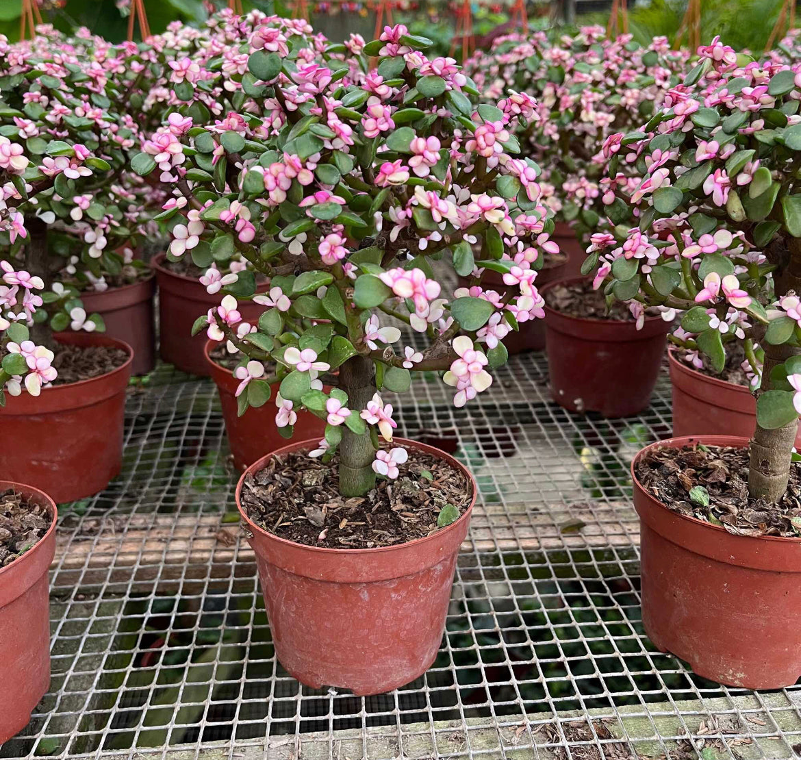 Portulacaria Afra Jacq, Jade Plant (0.25m)