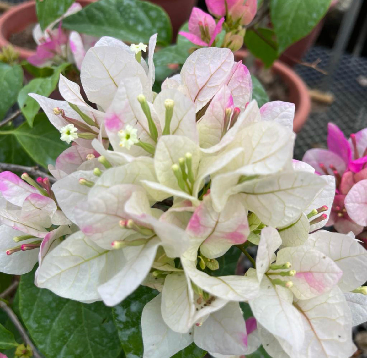 Bougainvillea 'Elizabeth Doxey' (0.6m)