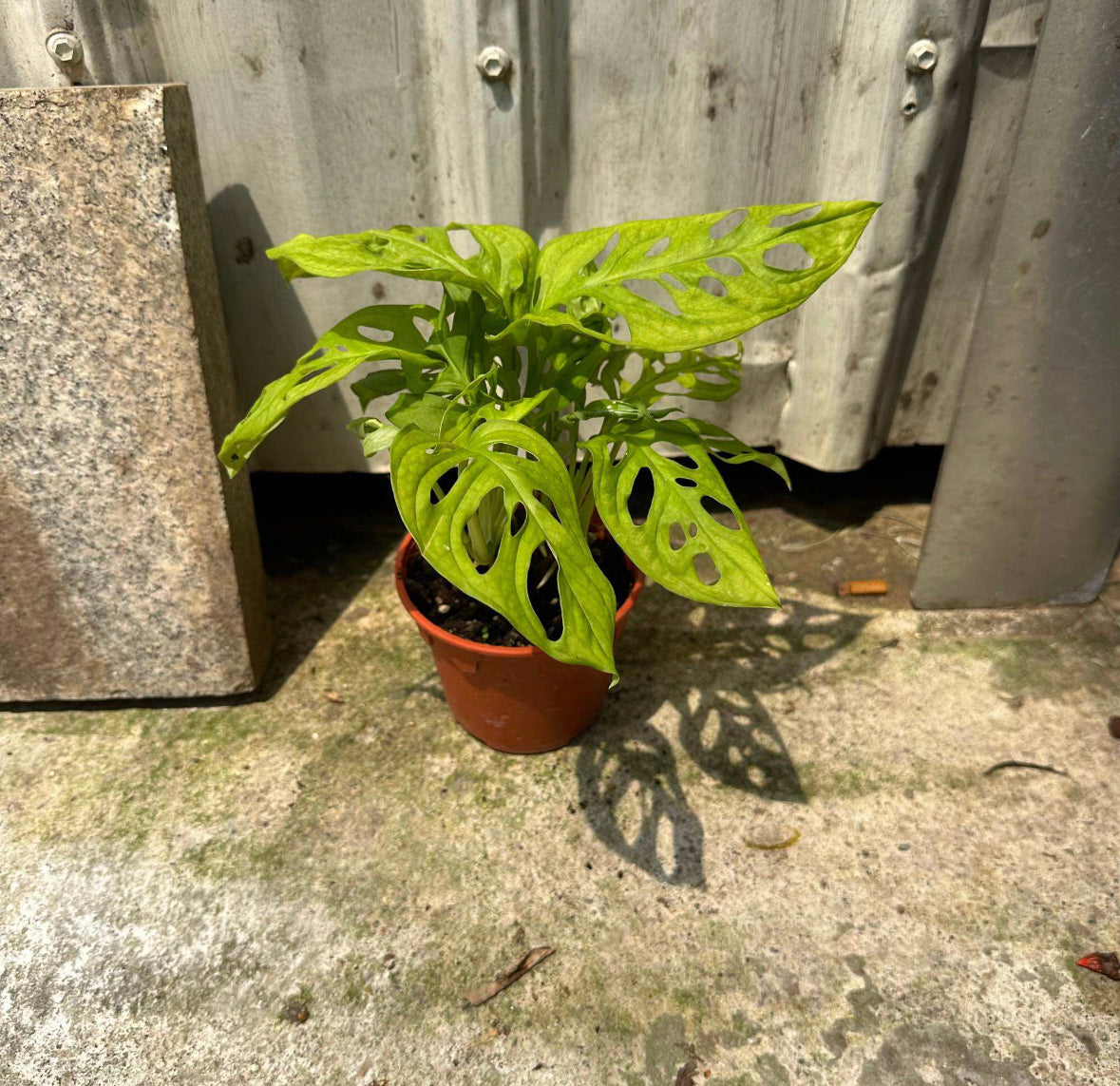 Monstera Adansonii (0.25m)