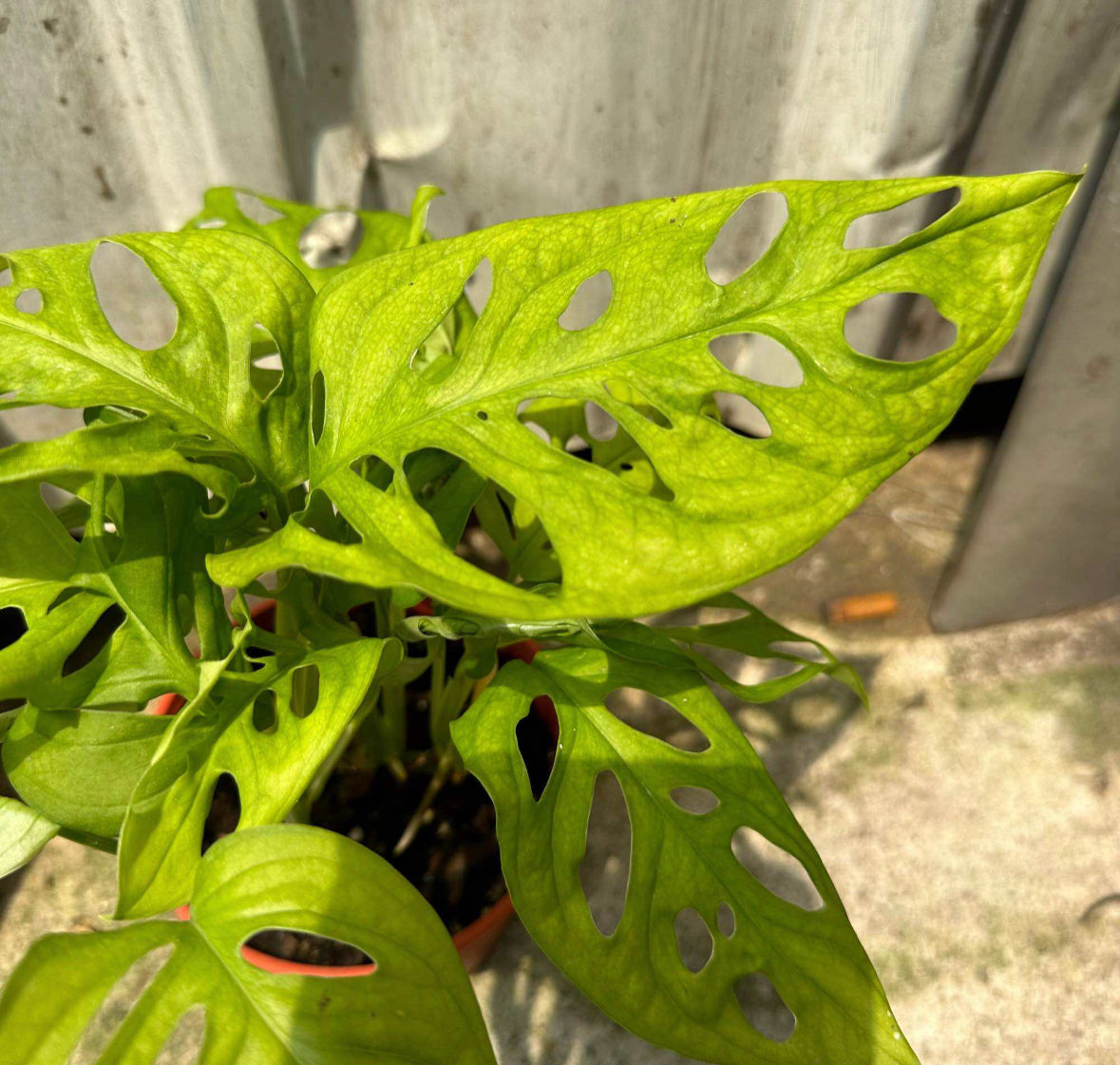 Monstera Adansonii (0.25m)