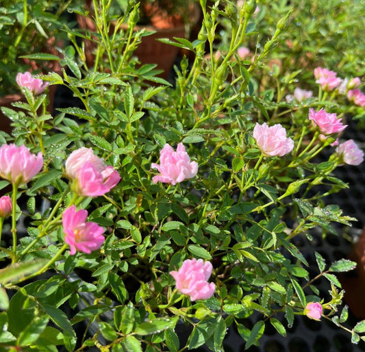 Mini Pink Rose (0.25m)