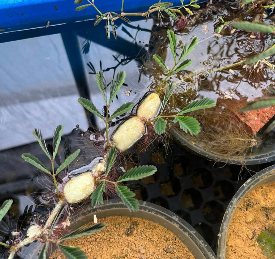 Neptunia Oleracea, Water Sensitive Plant, Water Mimosa (0.3m)