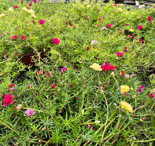 Portulaca Grandiflora, Japanese Rose Mix Colour (0.2m)