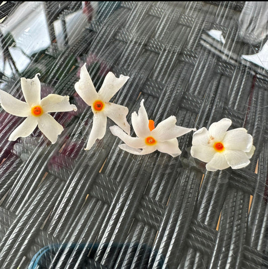 Nyctanthes arbor-tristis, Tree of Sadness, Night Blooming Jasmine, Coral Jasmine (0.6m)