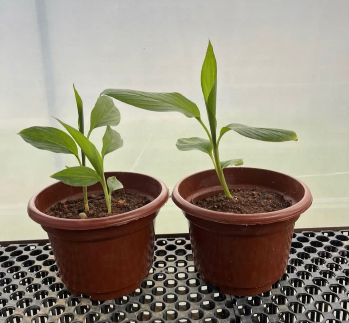 Bundle Of 2 - Turmeric Plant (0.35m)