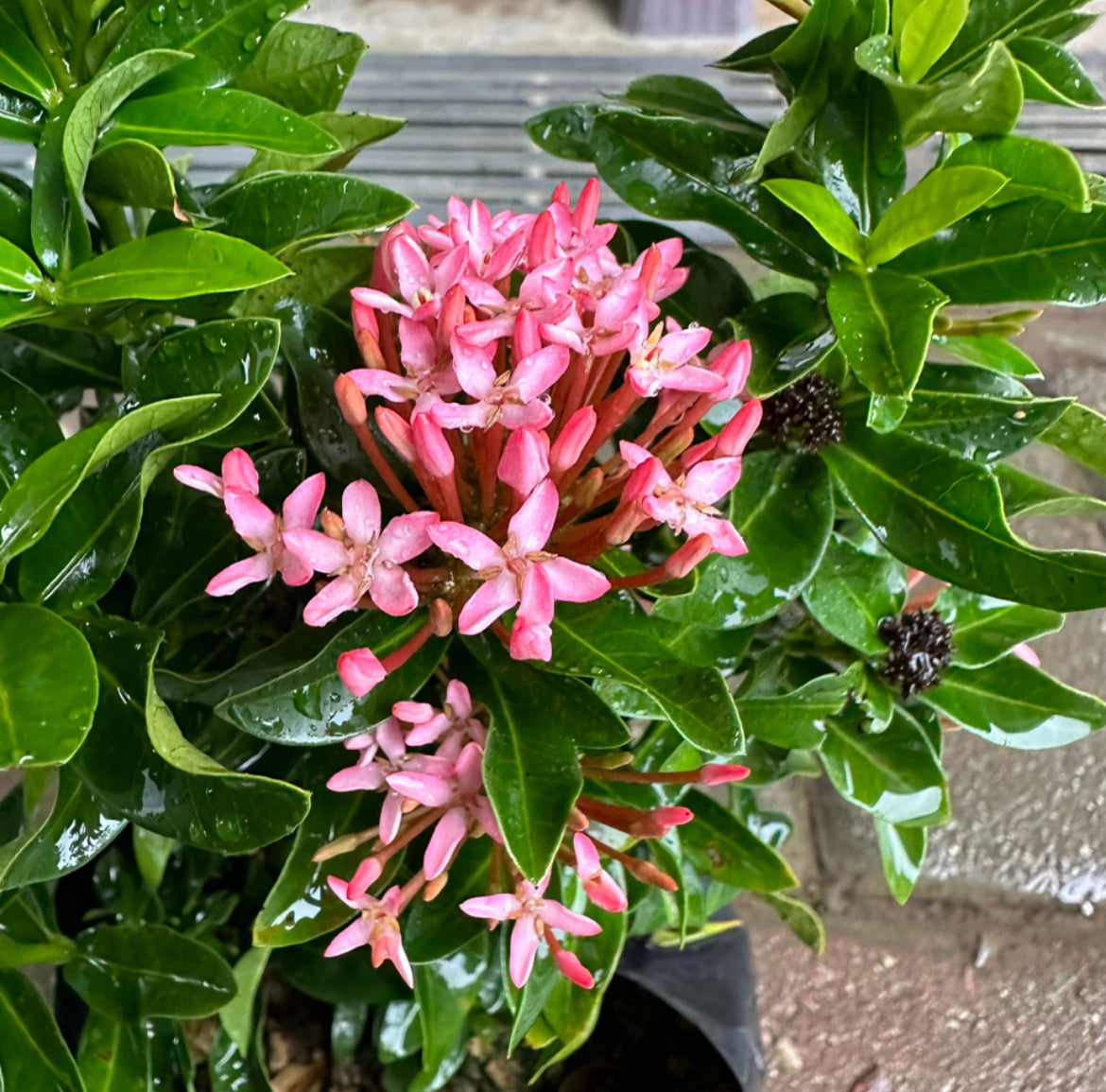 Bundle Of 3 - Ixora 'Dwarf Pink' In Bag (0.3m)