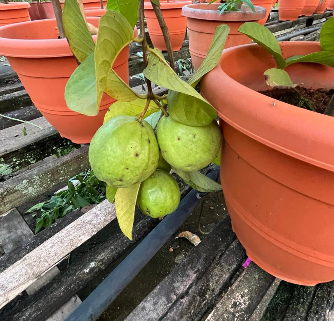 Psidium Guajava, Guava Plant (1m)