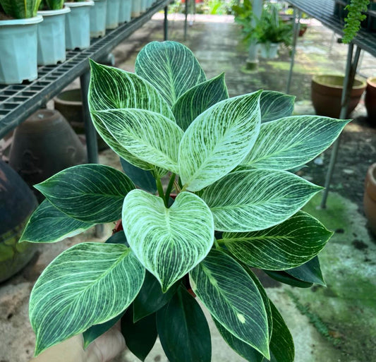 Philodendron Birkin (0.2m)