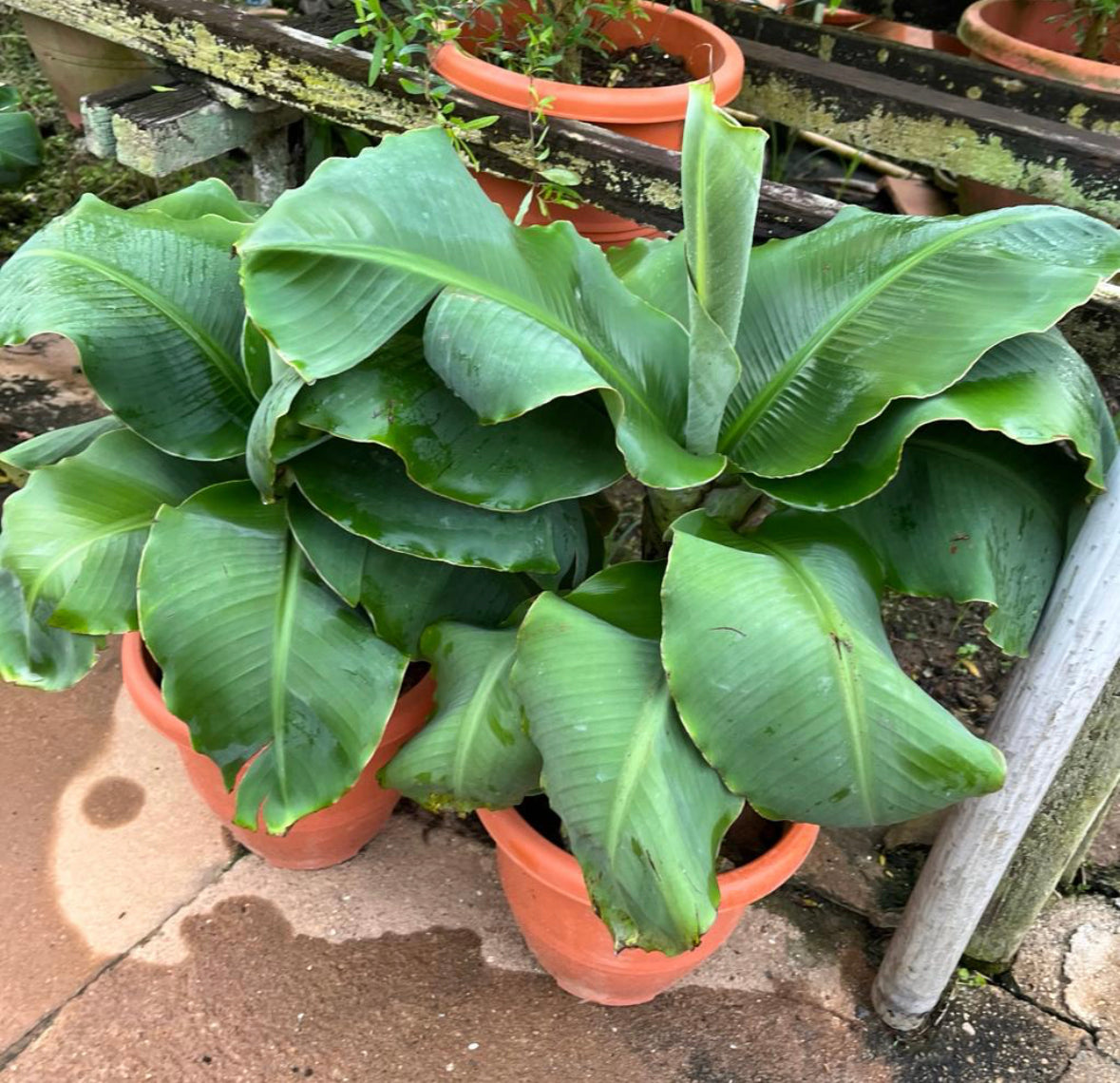 Cavendish Banana (0.5m)