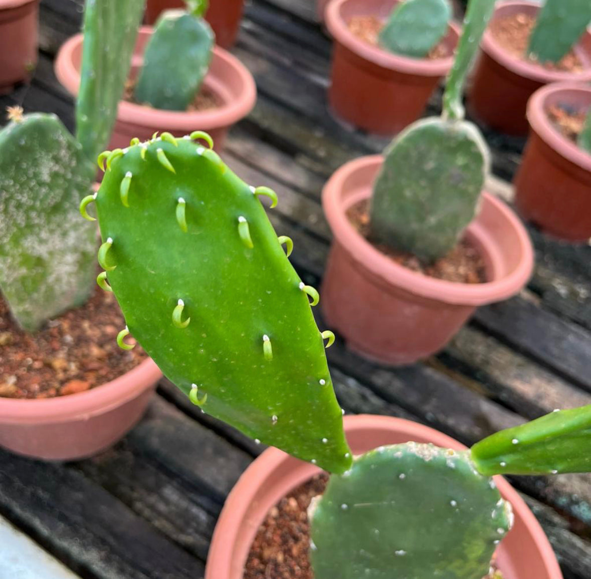Opuntia Cochenillifera, Prickly Pear Cactus (0.3m)