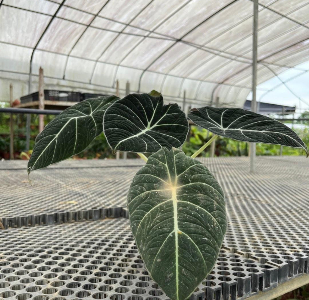 Alocasia Reginula 'Tabin' (0.3m)