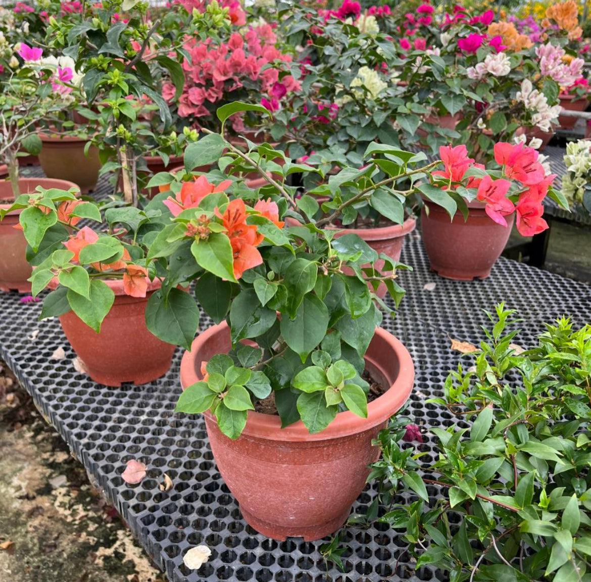 Bougainvillea × Buttiana 'Mrs McClean' (0.55m)