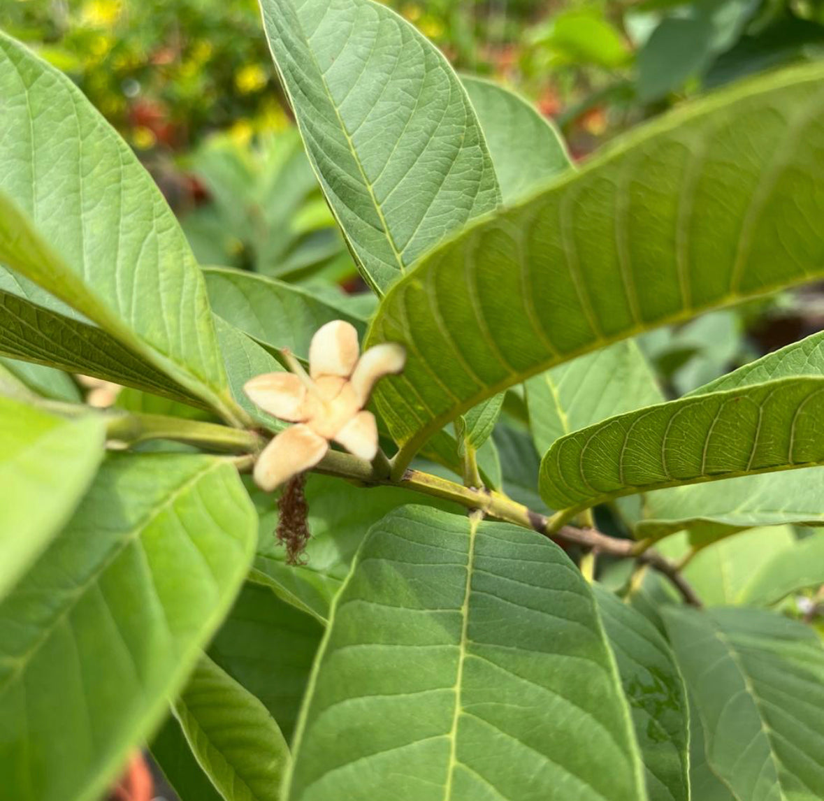 Psidium Guajava, Guava (1m)