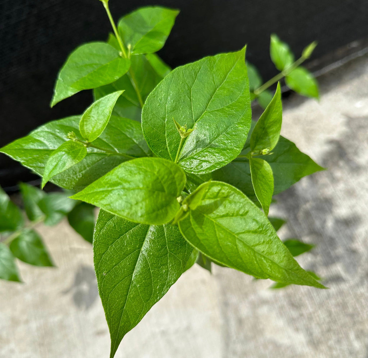Nyctanthes arbor-tristis, Tree of Sadness, Night Blooming Jasmine, Coral Jasmine (0.6m)