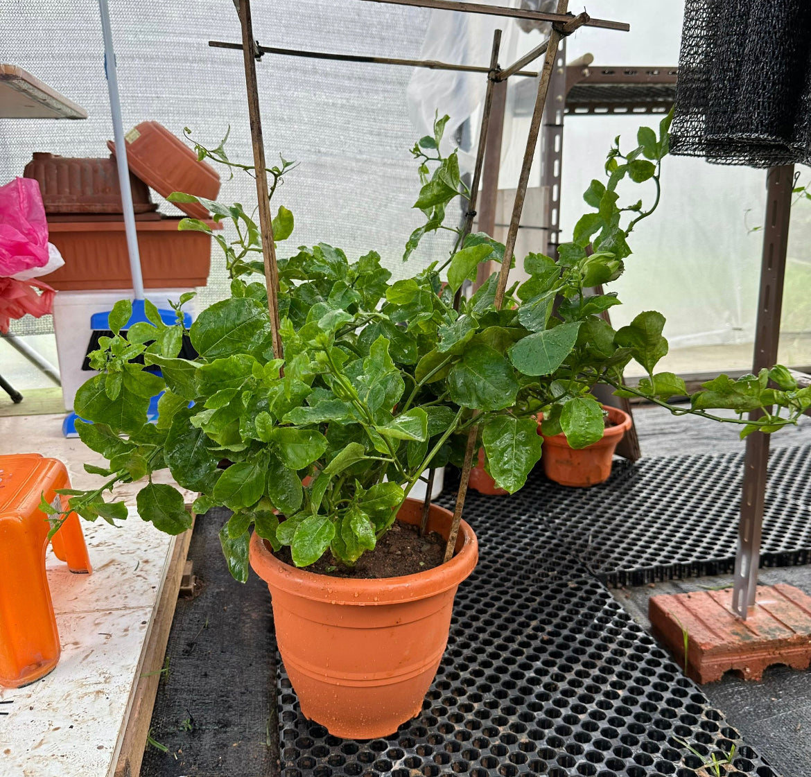Passiflora Edulis, Passion Fruit (0.8m)