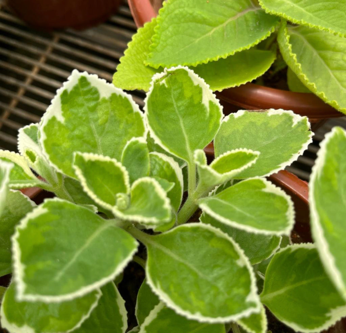 Plectranthus Amboinicus 'Variegatus', Variegated Indian Borage (0.25m)