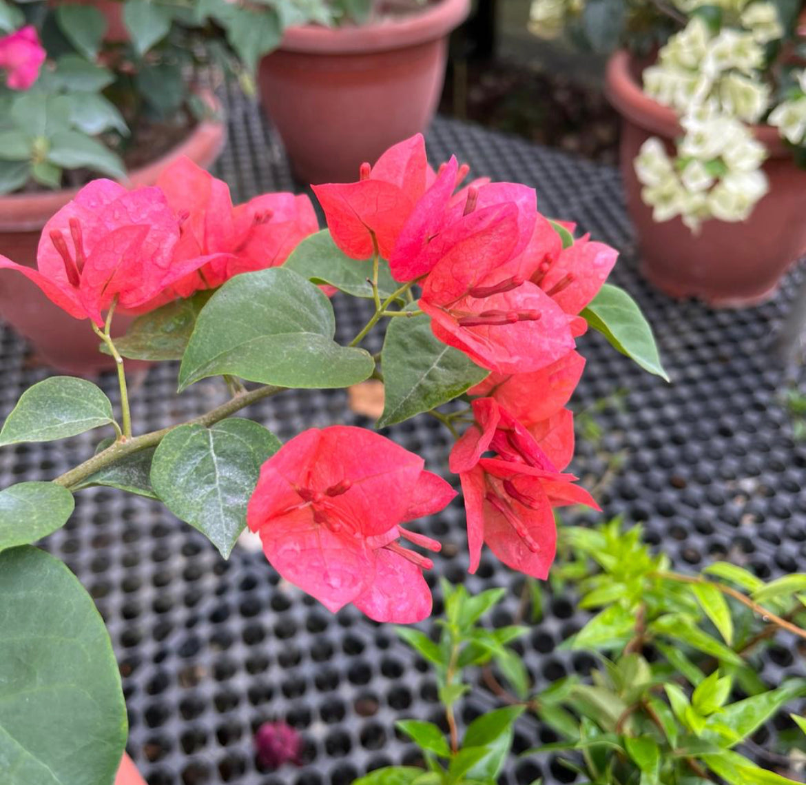 Bougainvillea × Buttiana 'Mrs McClean' (0.55m)
