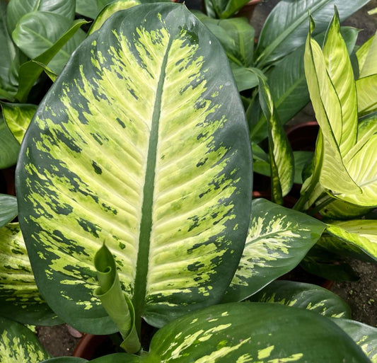 Dieffenbachia Amoena 'Tropic Snow' (0.5m)
