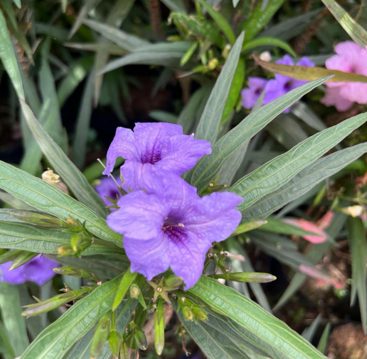 Ruellia Simplex 'Katie' (0.2m)