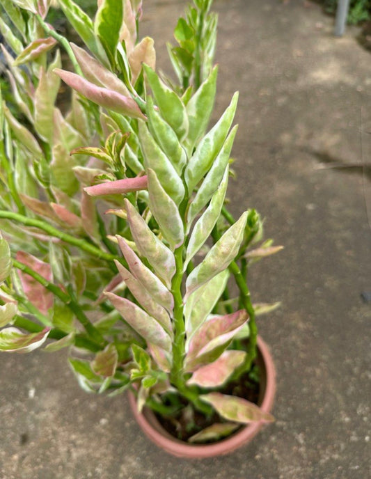 Variegated Pedilanthus Tithymaloides (0.5m)