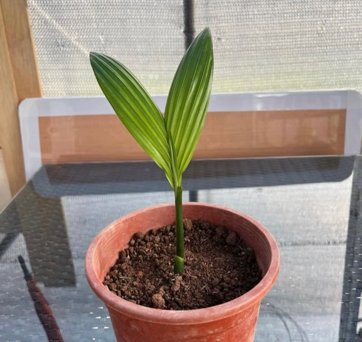 Betel-Nut Palm (0.2m)