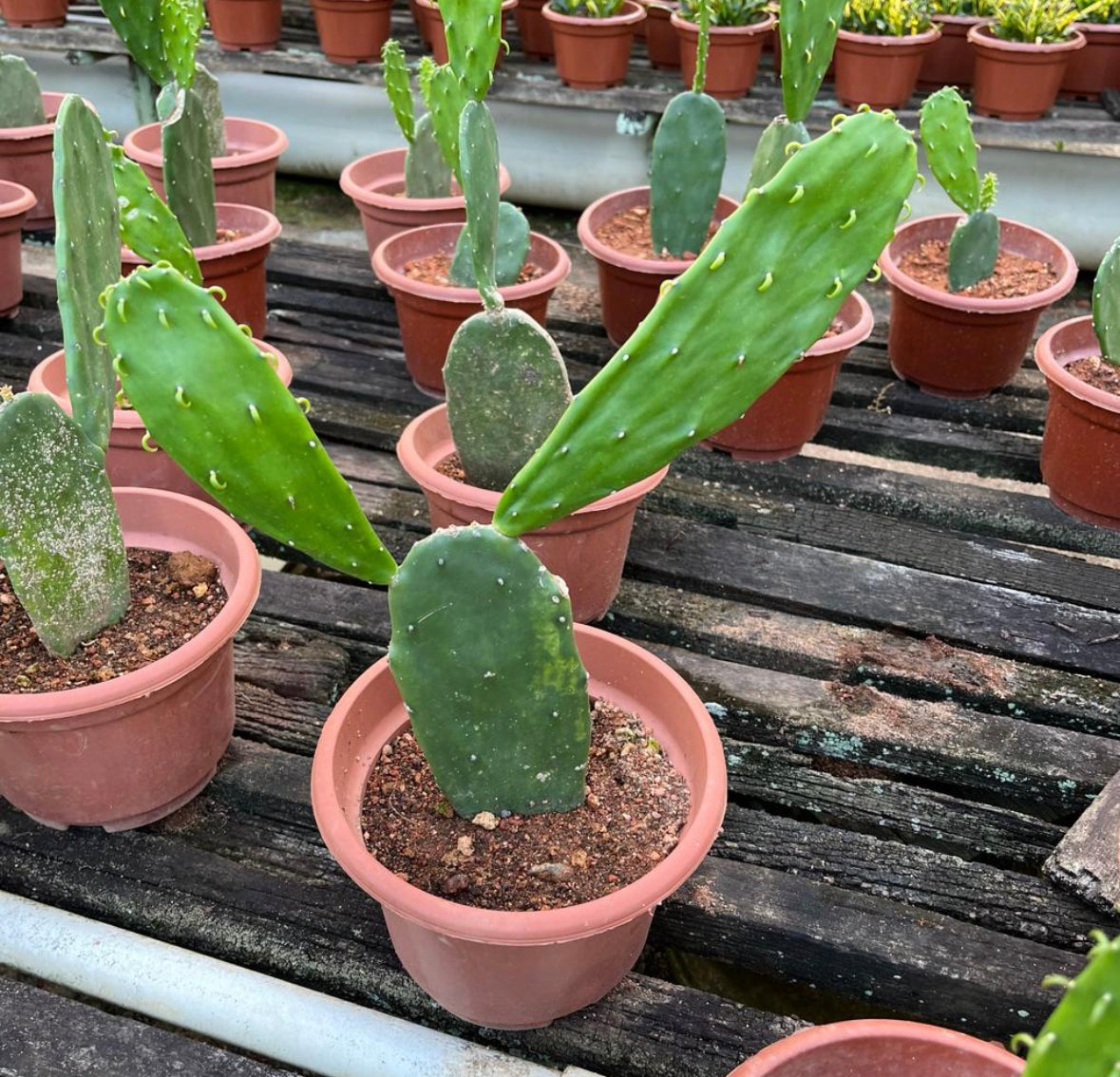 Opuntia Cochenillifera, Prickly Pear Cactus (0.3m)