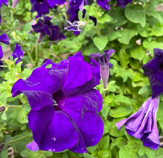 Petunia Blue (0.35m)