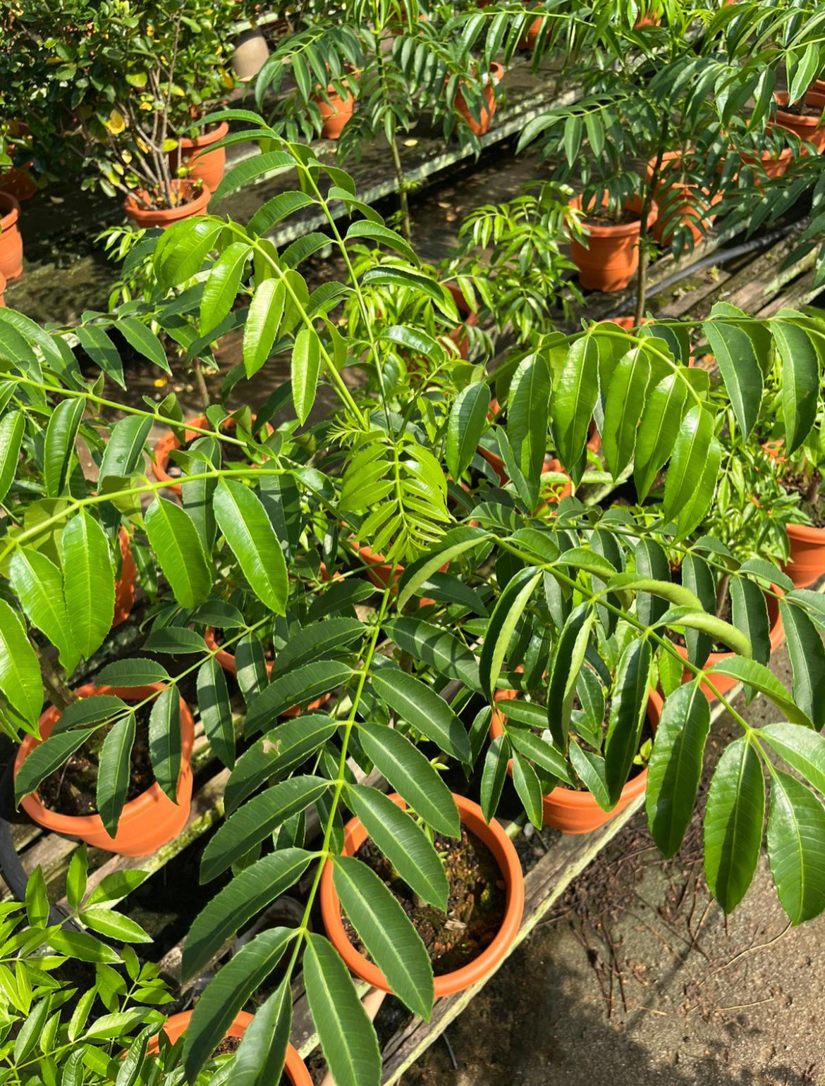 Spondias Dulcis Parkinson, Ambarella, Balonglong, Kedondong (1m)