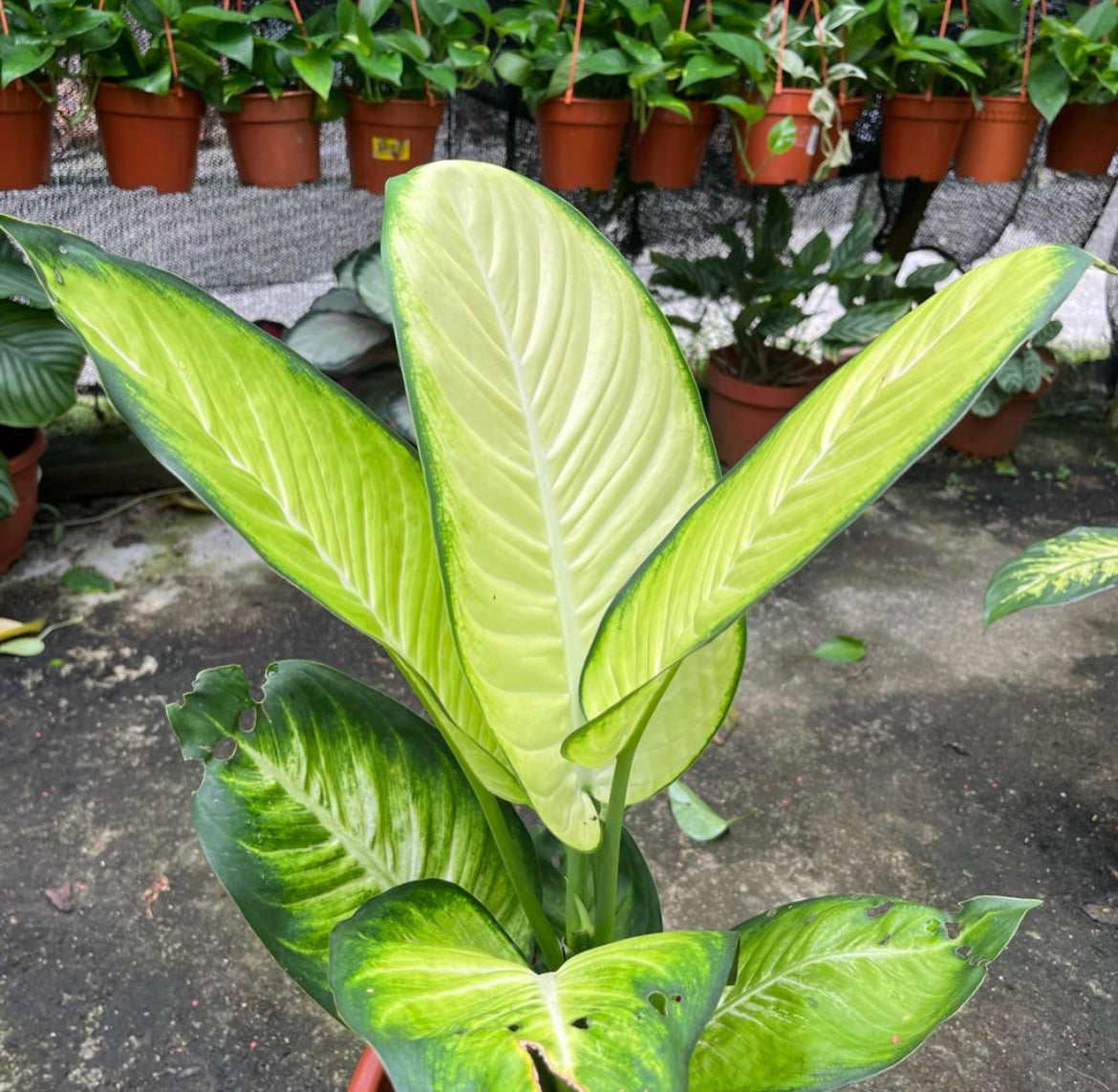 Dieffenbachia 'Camilla' (0.5m)