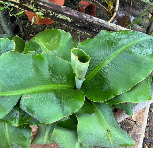 Cavendish Banana (0.5m)
