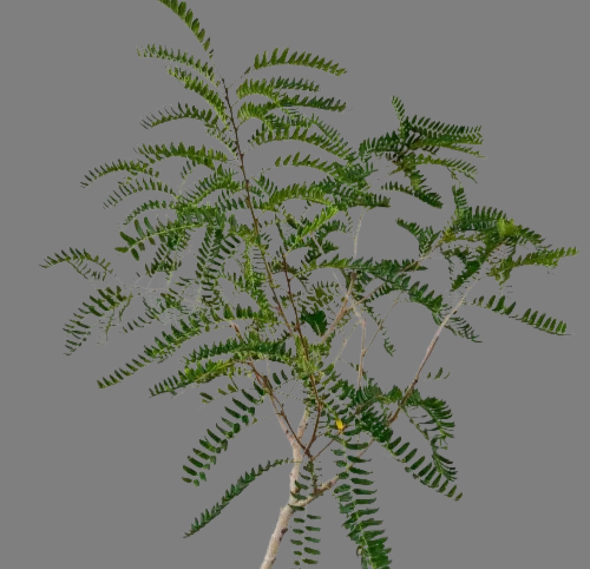 Phyllanthus Emblica, Indian Gooseberry (0.9m)