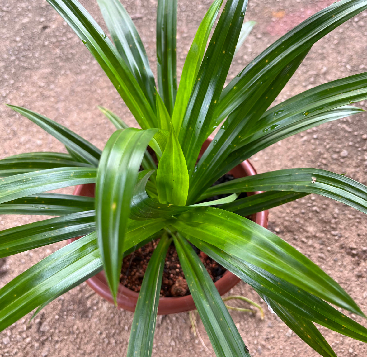 Pandan (0.3m)