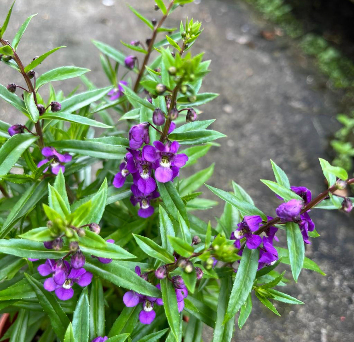 Angelonia Purple (0.3m)