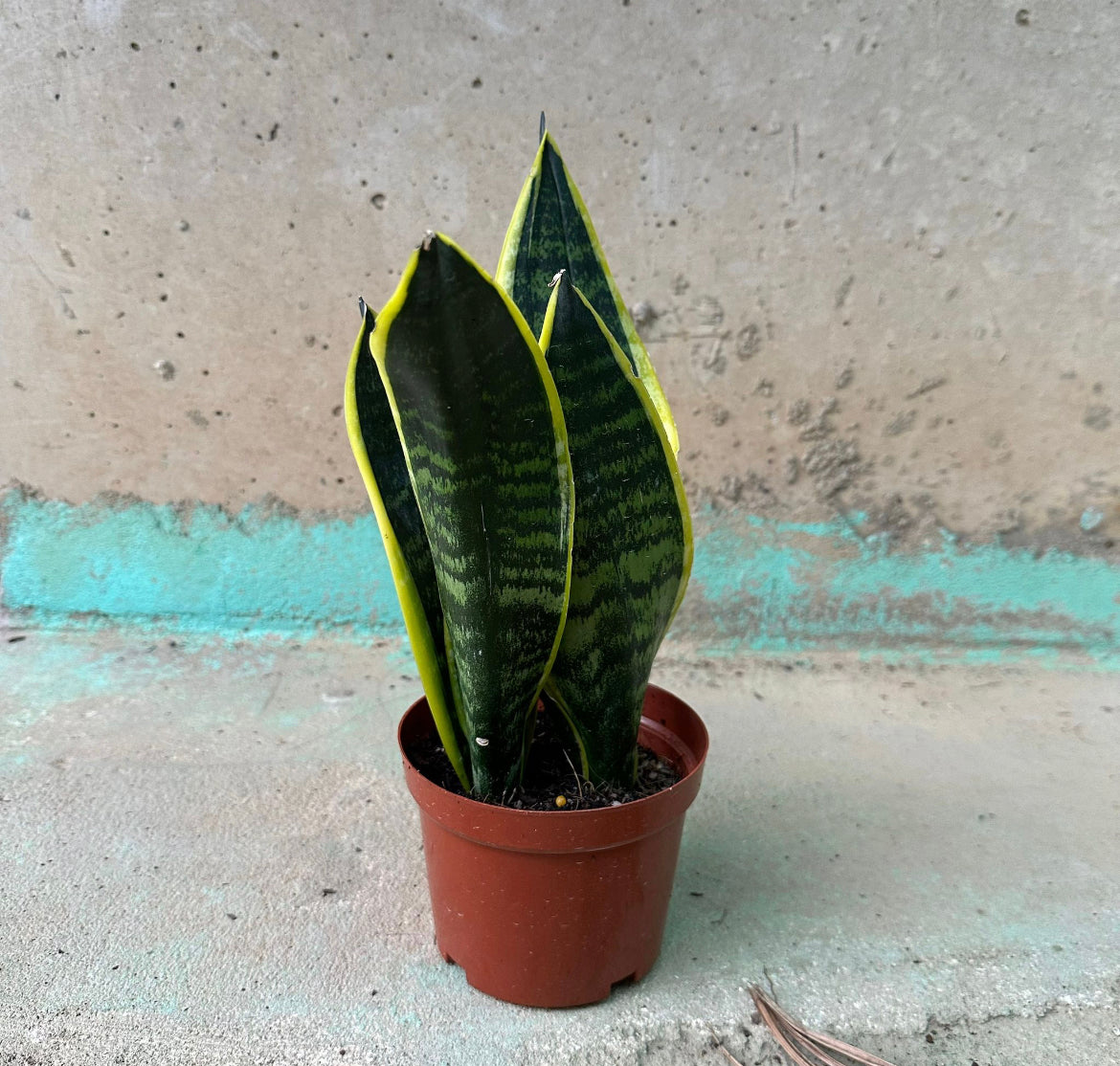 Bundle of 3 - Sansevieria Dwarf, Dwarf Snake Plant (0.15m)