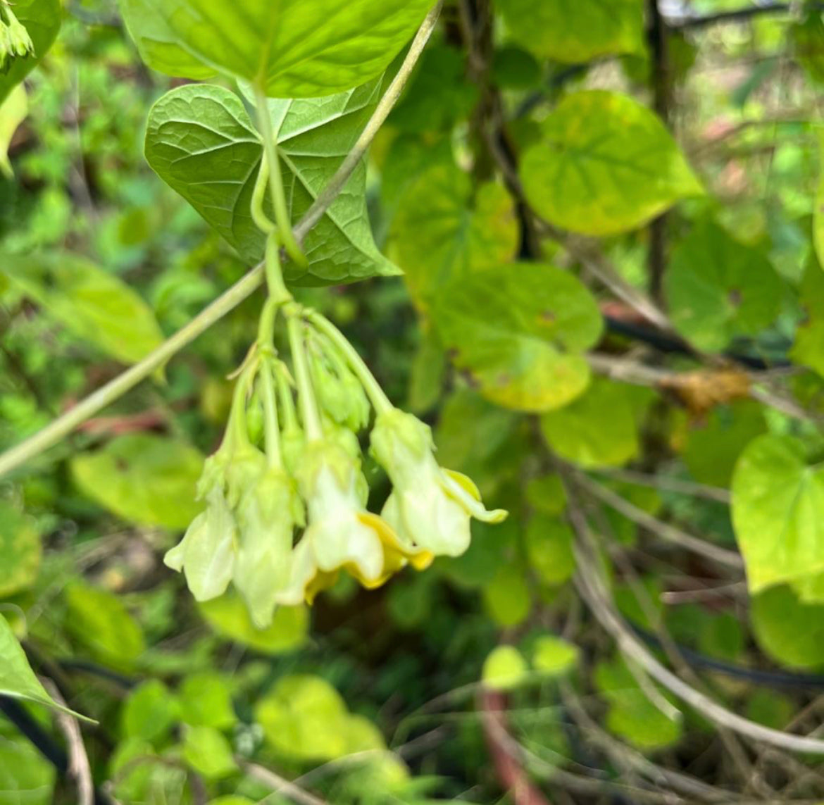 Telosma Cordata, Chinese Violet, Creeping Dogbane  (0.4m)