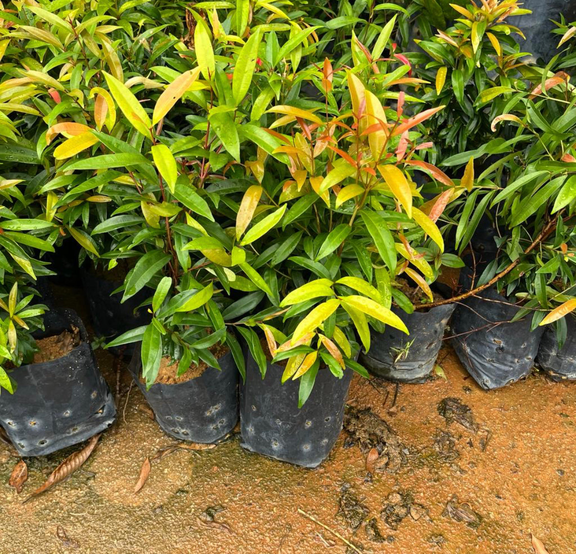 Bundle Of 5 - Eugenia Sinubanensis, Syzygium Campanulatum In Bag (0.4m)