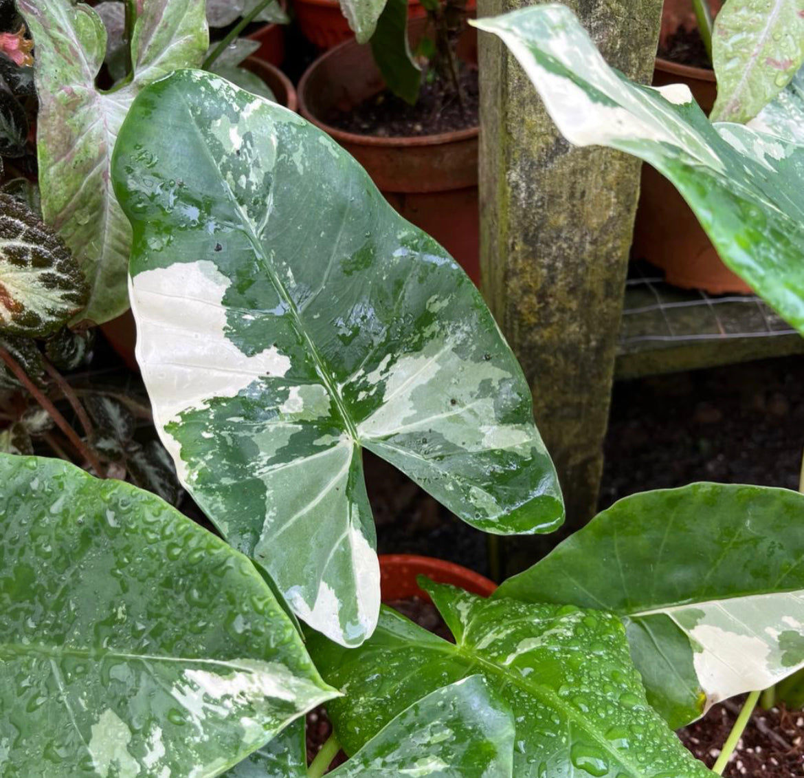 Alocasia Macrorrhiza Variegated (0.35m)
