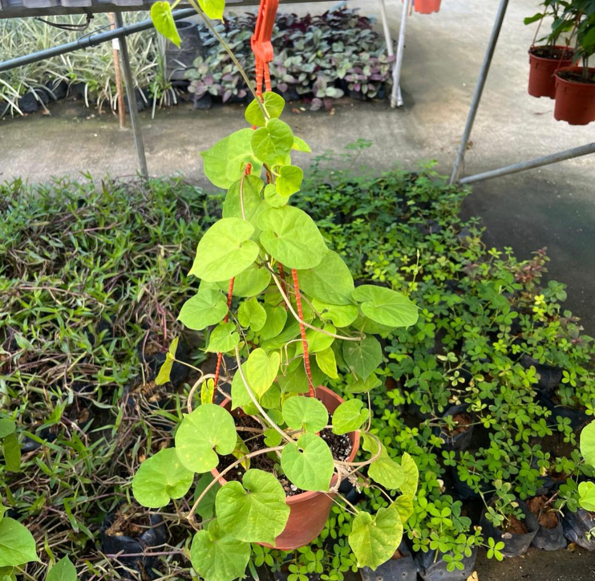 Telosma Cordata, Chinese Violet, Creeping Dogbane  (0.4m)