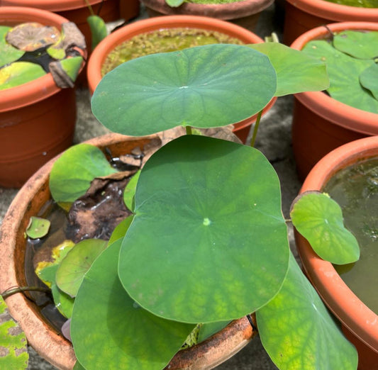 Nelumbo Nucifera, Lotus (0.45m)