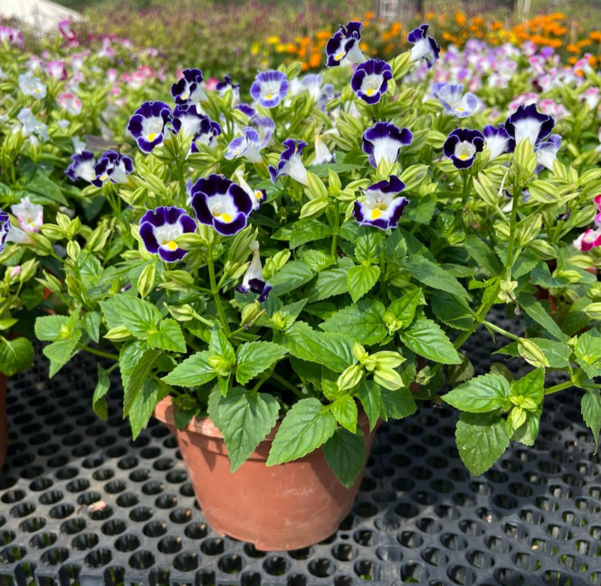 Torenia Dark Blue, Wishbone Flower (0.3m)