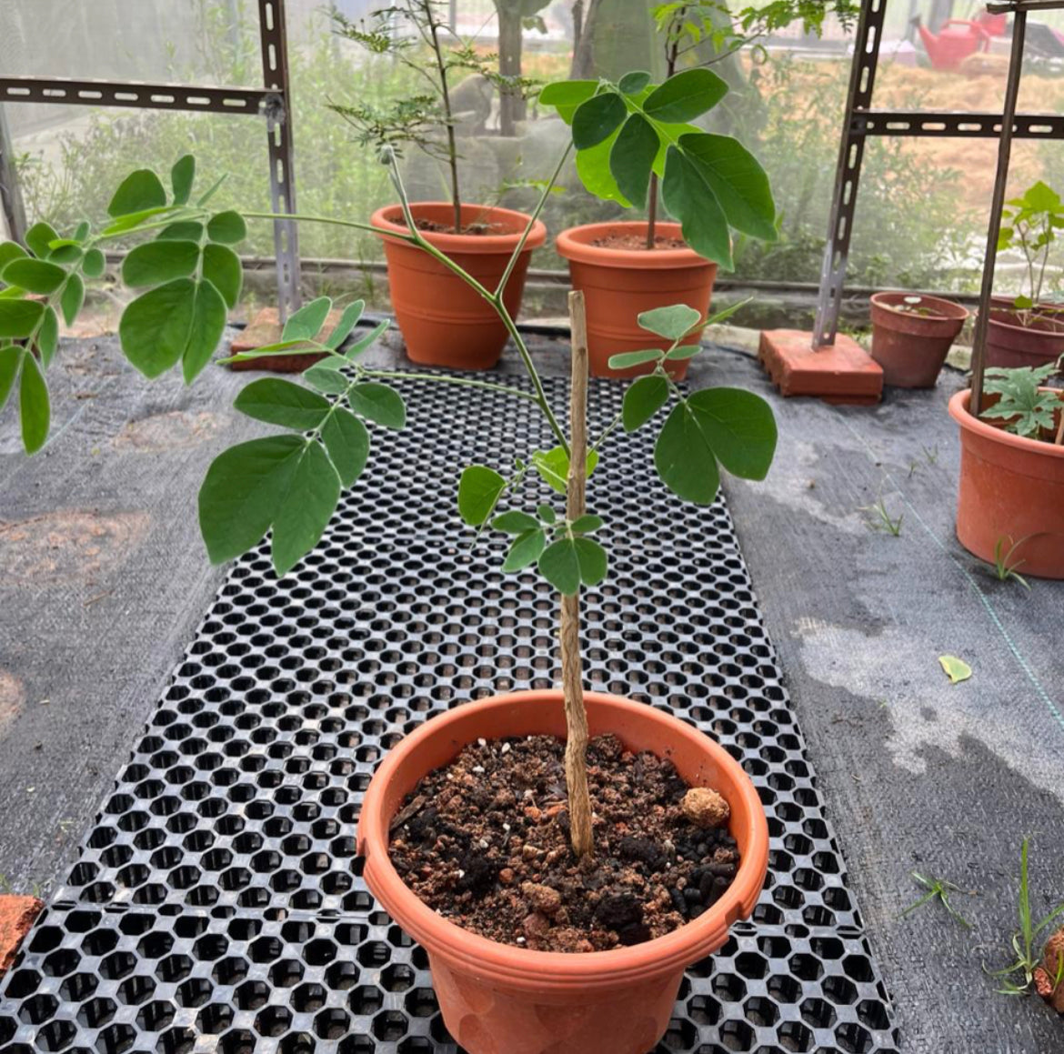 Samanea Saman, Rain Tree (0.6m)