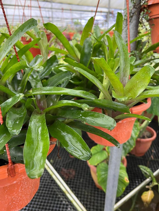 Neoregelia 'Tequila' (0.25m)