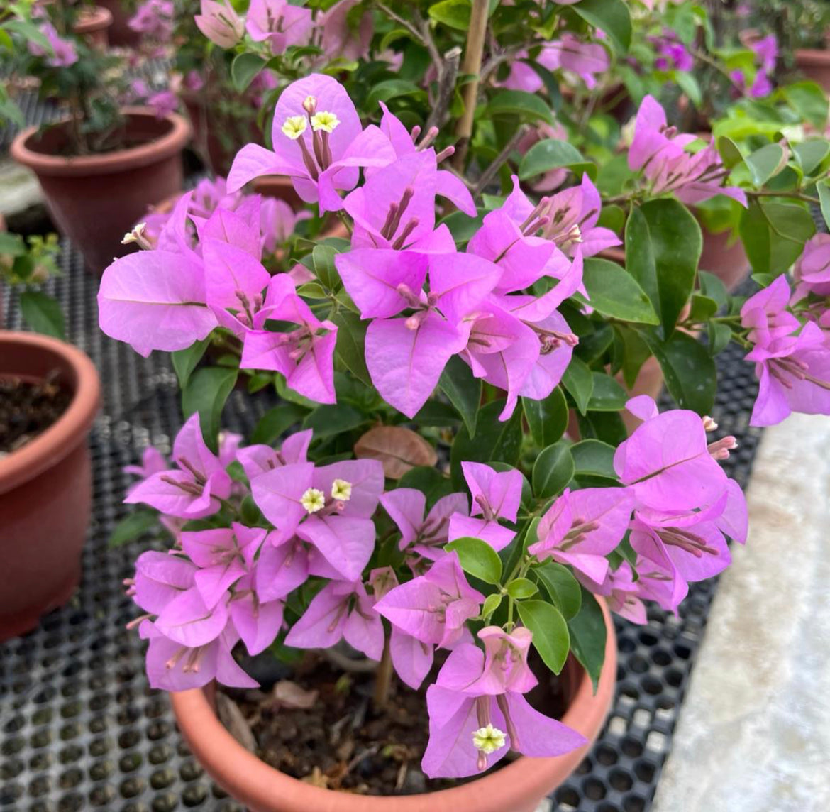 Bougainvillea Arborea Glaz (0.6m)